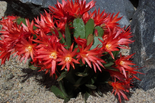 epiphyllopsis gaertneri